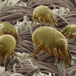 microscopic mites