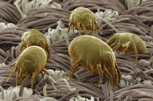 microscopic mites